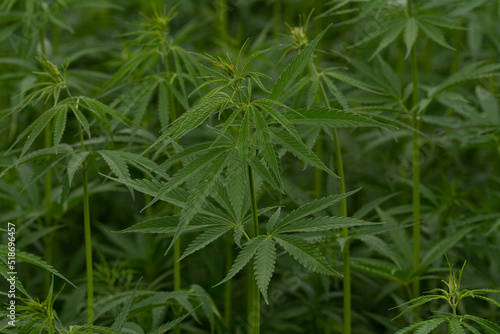 green cannabis plant with leafes on marihuana field farm