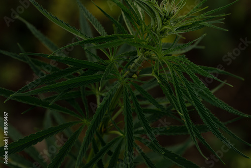 green cannabis plant with leafes on marihuana field farm