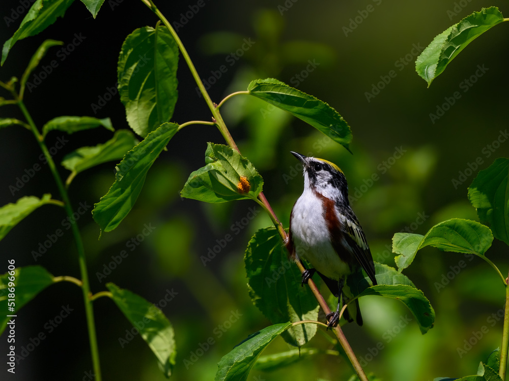Fototapeta premium Chestnut-sided Warbler perched on a tree branch in spring