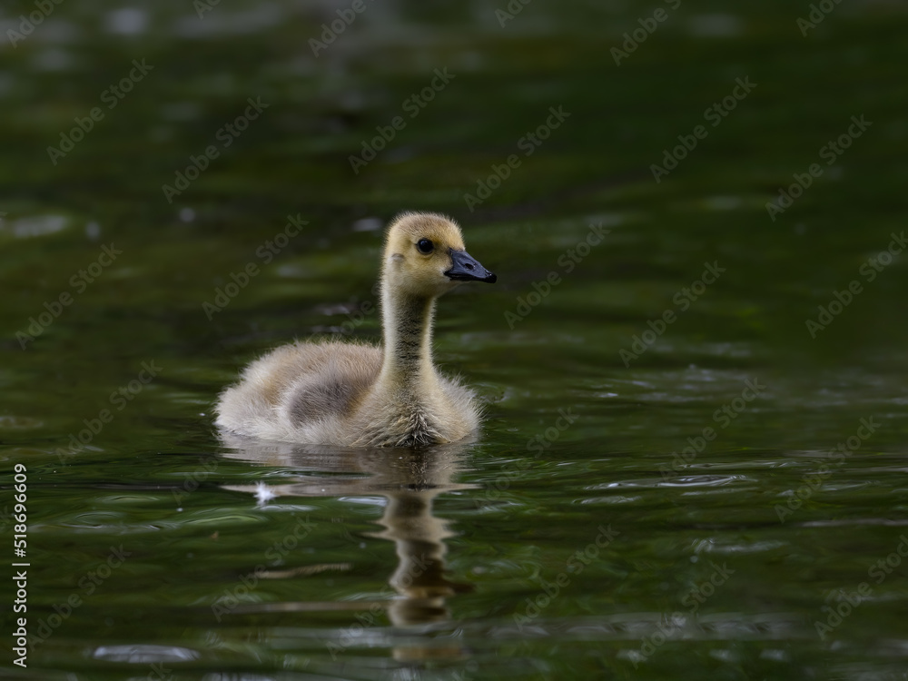 Canada Goose gosling swimming in green water Canada Goose gosling swimming in green water