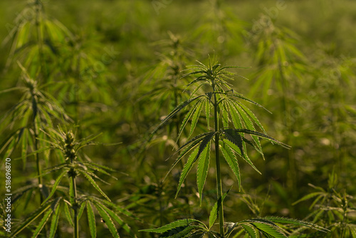 green cannabis plant with leafes on marihuana field farm