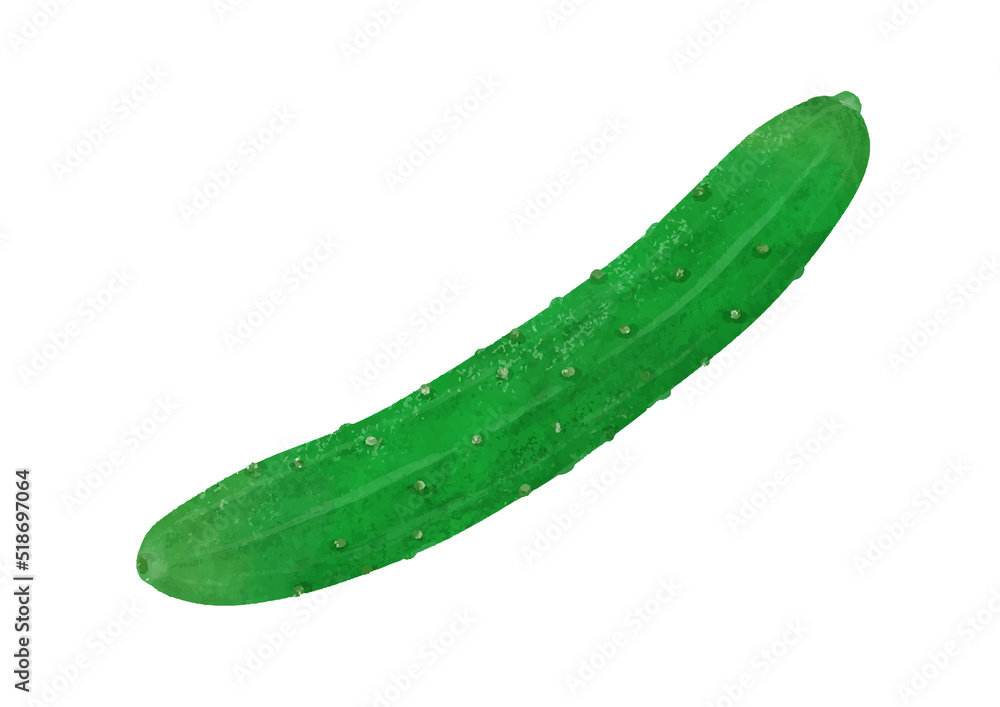 新鮮フレッシュ野菜 まるごときゅうり 新鮮フレッシュ野菜 まるごときゅうり