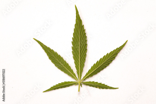 Fototapeta Naklejka Na Ścianę i Meble -  cannabis leaf