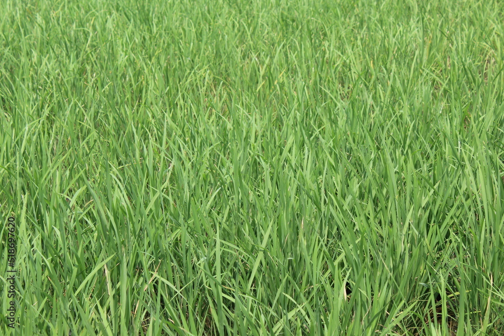 green expanse of rice fields green expanse of rice fields