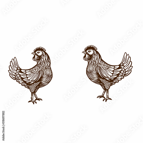 Hen Chicken isolated on white background Hand drawn Vector Illustration