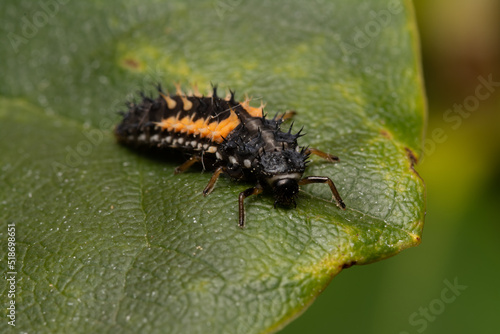 Fototapeta Naklejka Na Ścianę i Meble -  beautiful insect in spring on leaf in the grass