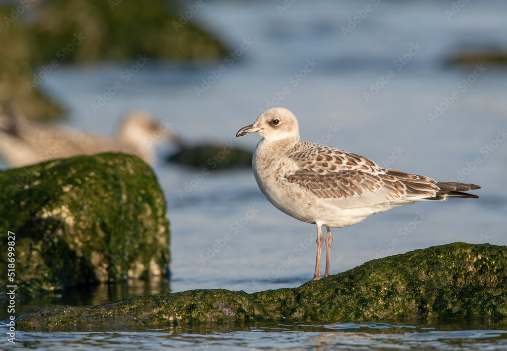 Mediterranean Gull, Ichthyaetus melanocephalus Mediterranean Gull, Ichthyaetus melanocephalus