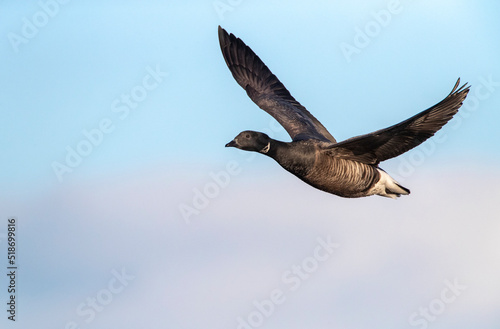 Dark-bellied Brent Goose, Branta bernicla bernicla photo