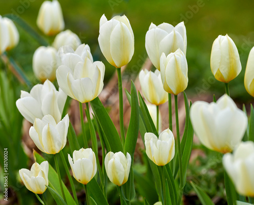 Closeup of beautiful white tulips blooming in a backyard garden in summer. Zoom of spring flowering plants opening up and blooming on a field in the countryside. Flowers in a natural environment
