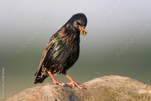Spreeuw, Common Starling, Sturnus vulgaris photo