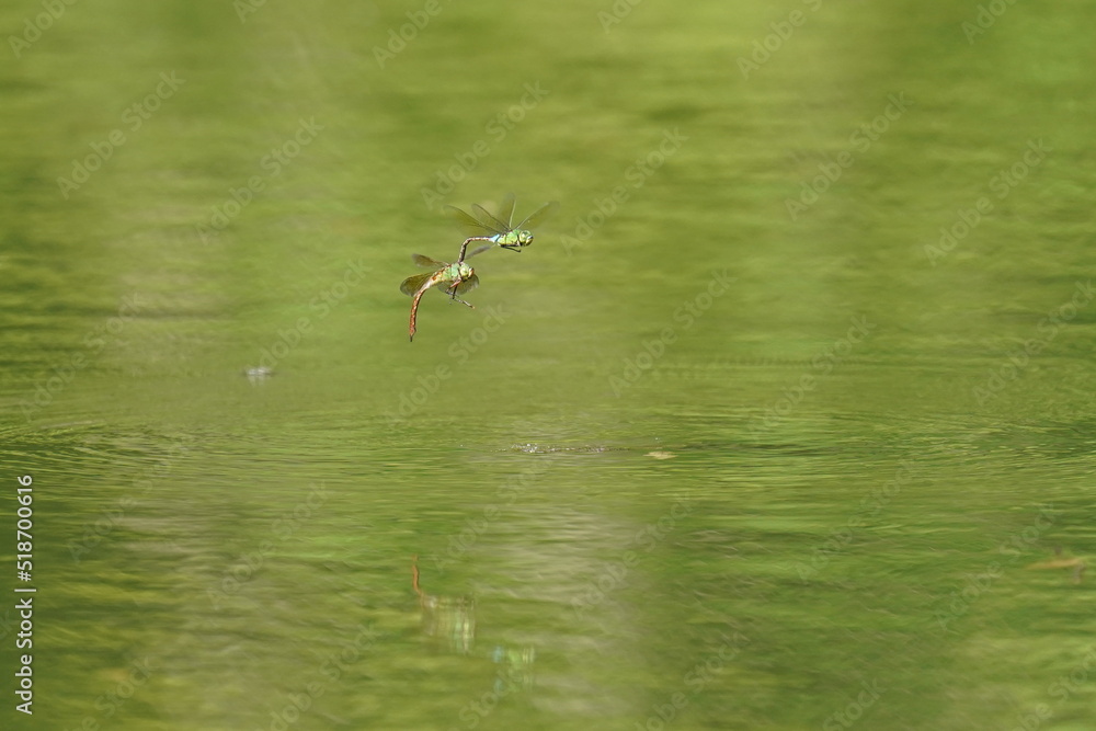 dragon fly in a pond dragon fly in a pond