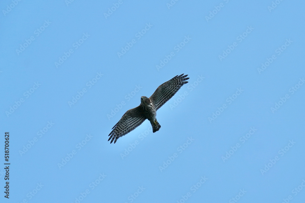 grey faced buzzard in flight