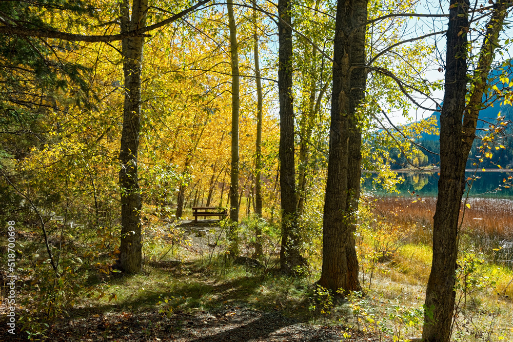 Obraz premium A campsite nestled in the trees along the shore of Turquoise Lake at Marble Canyon Provincial Park in British Columbia, Canada