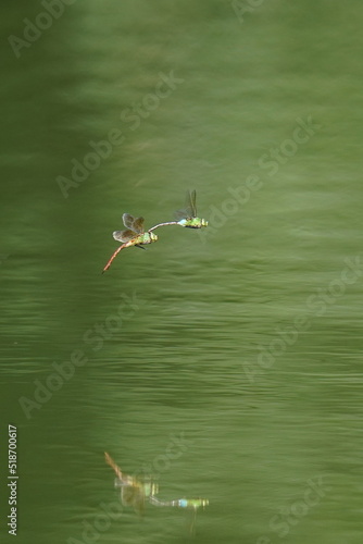 dragon fly in a pond