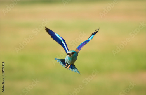 Scharrelaar, European Roller, Coracias garrulus © Marc