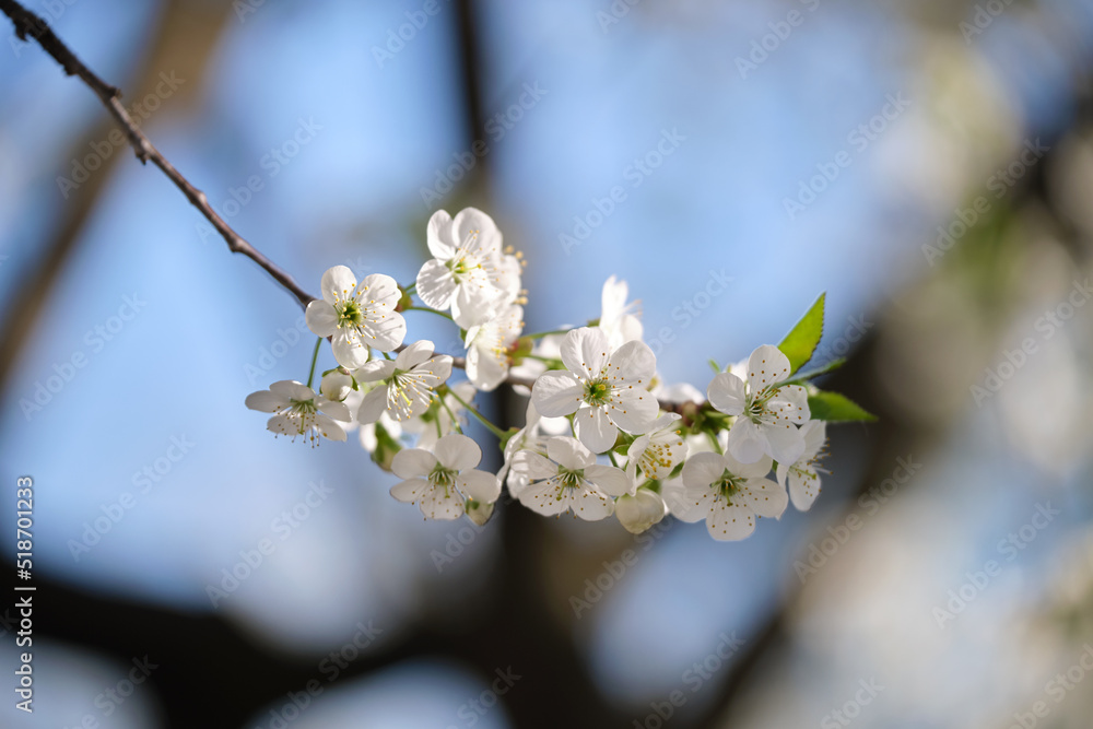 Twigs of cherry tree with white blossoming flowers in early spring Twigs of cherry tree with white blossoming flowers in early spring