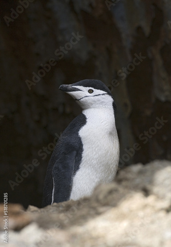 Chinstrap Penguin, Keelbandpinguin, Pygoscelis antarcticus