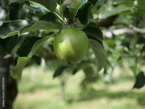 Hokkaido,Japan - July 10, 2022: Green apples, breed name Tsugaru, on a branch in Hokkaido, Japan
