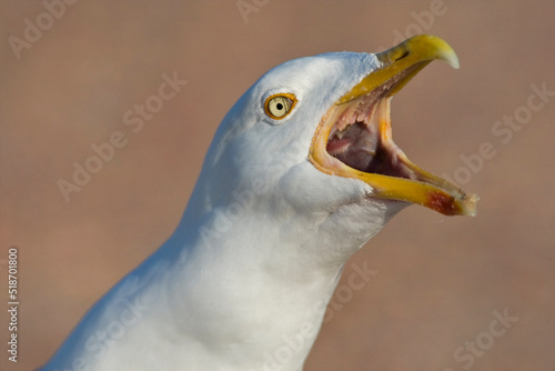 Zilvermeeuw, Herring Gull, Larus argentatus photo