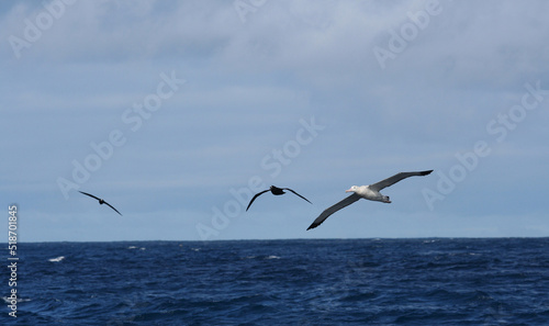 Tristanalbatros, Tristan Albatros, Diomedea dabbenena