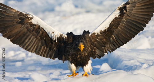 Steller Zeearend in de winter; Steller\'s Sea-eagle in winter photo
