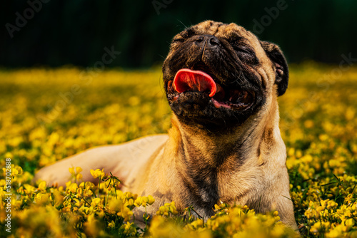 Dogdays of Summer with a puppy Pug in a field with yellow flowers