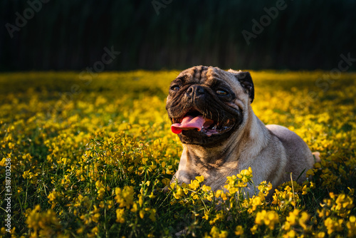 Dogdays of Summer with a puppy Pug in a field with yellow flowers