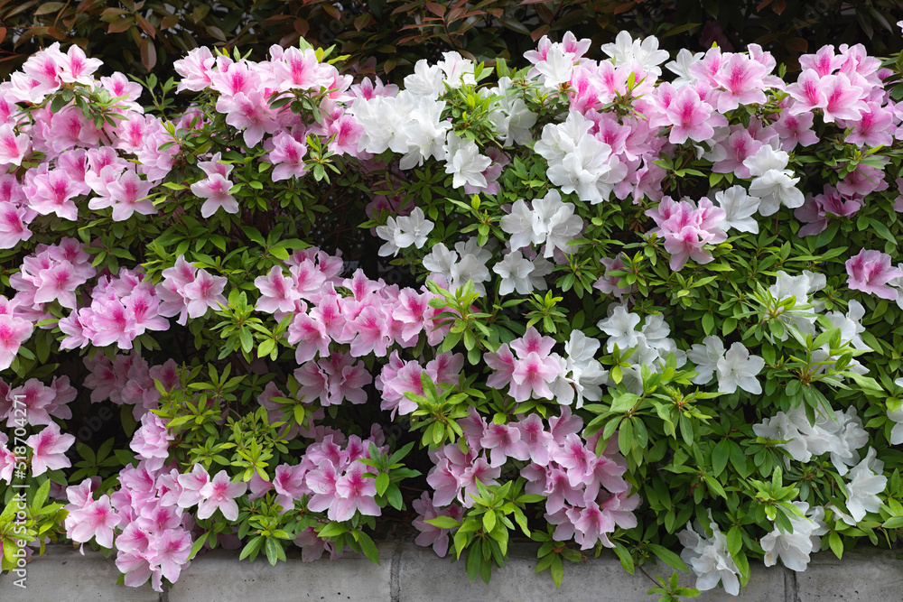 pink and white Azalea flowers in hedge pink and white Azalea flowers in hedge