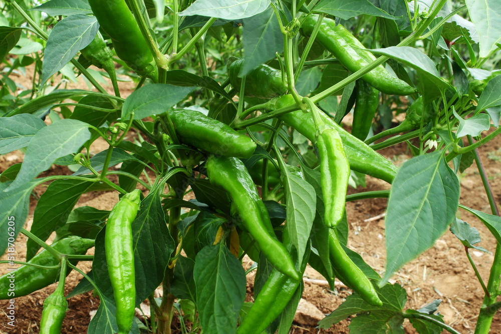 fresh green chili pepper or chillies on plant in garden fresh green chili pepper or chillies on plant in garden