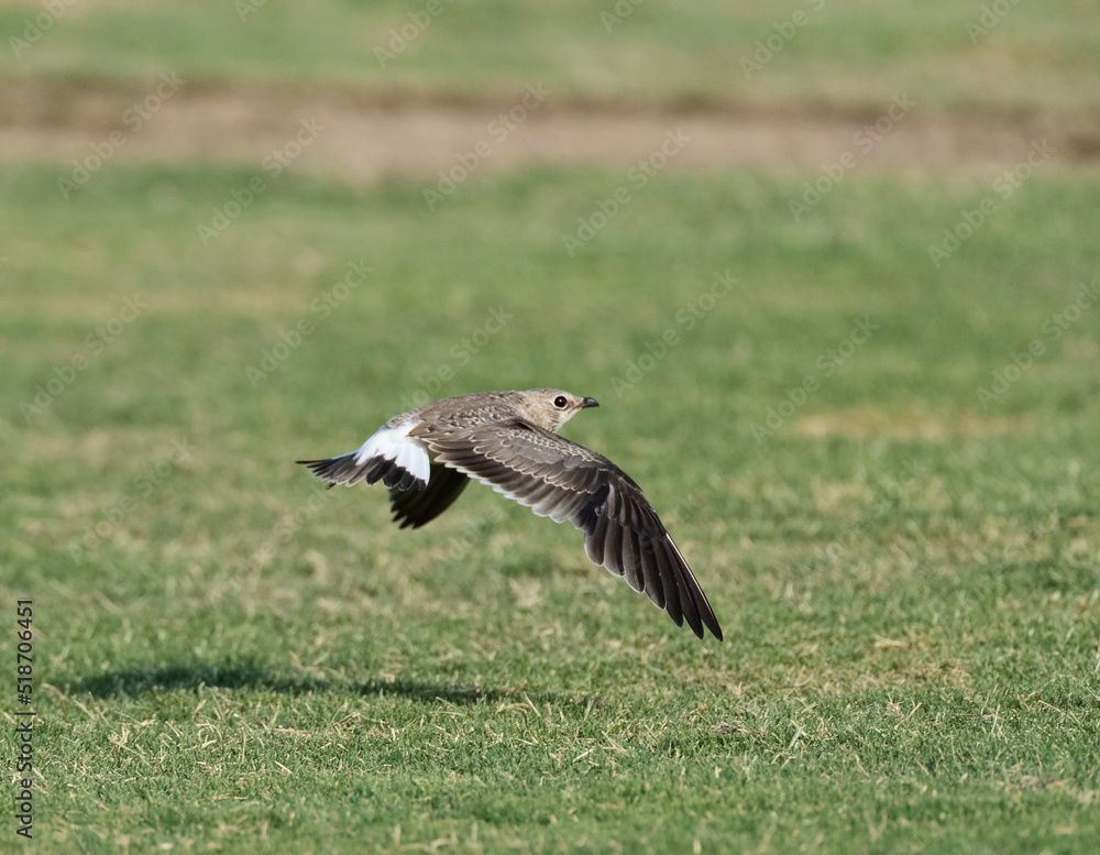 Collared Pratincole, Glareola pratincola Collared Pratincole, Glareola pratincola