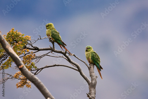  Austral Parakeets, Enicognathus ferrugineus, perched in a tree in Argentina. photo