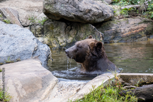 Grizzly bear cooling off in pool