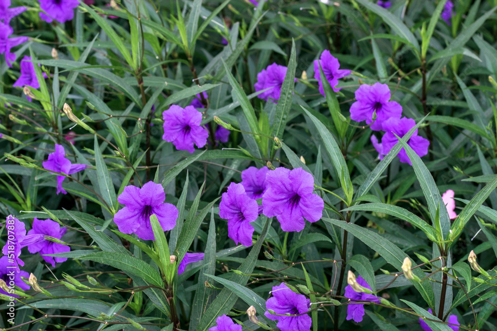 Close up Britton ruellia simplex. Beautiful of purple flower in green background. Close up Britton ruellia simplex. Beautiful of purple flower in green background.