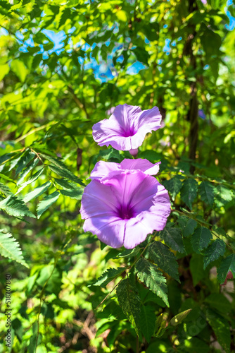 Morning flowers in the garden.