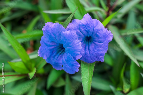 Close up Britton ruellia simplex. Beautiful of purple flower in green background.	