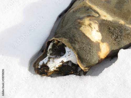 Mummified Seal Taylor Dry Valley McMurdo Sound Antarctica photo