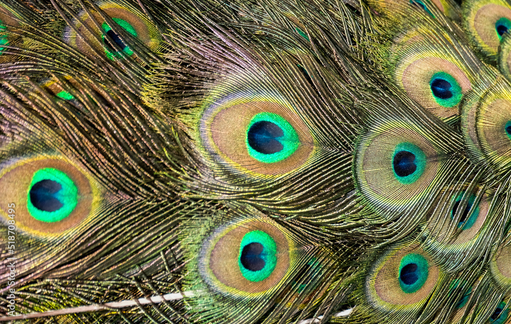Fototapeta premium Colors and patterns of peacock feathers