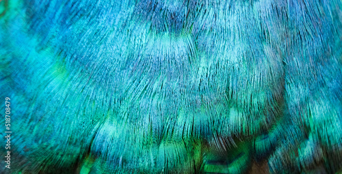 Fototapeta Naklejka Na Ścianę i Meble -  Colors and patterns of peacock feathers