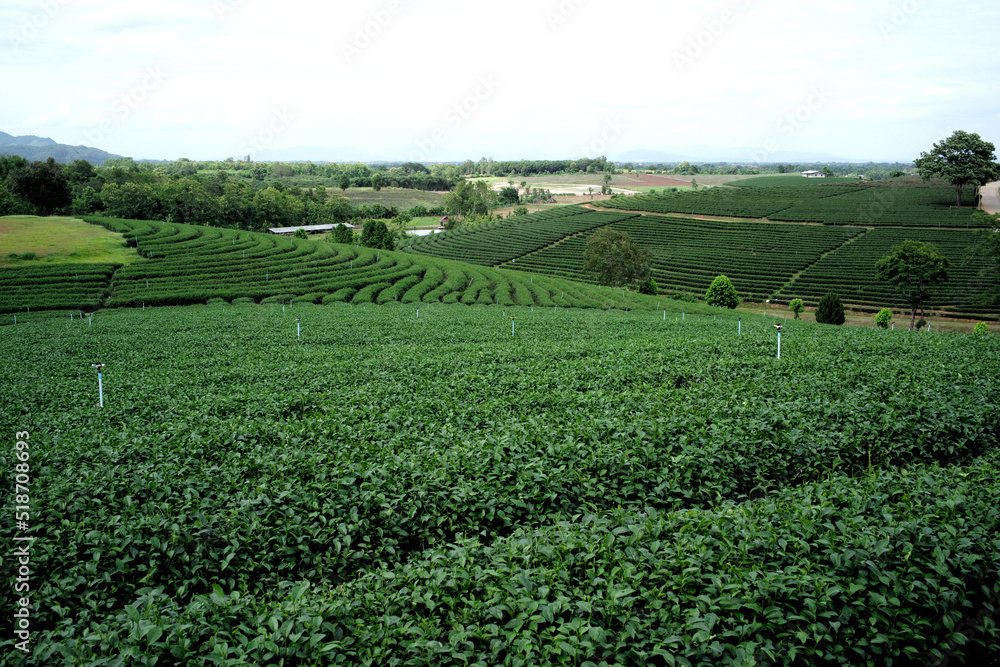 green tea garden green tea garden