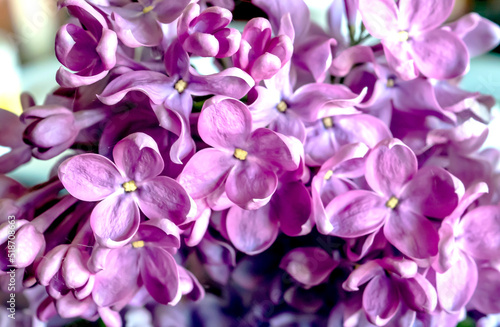 Fototapeta Naklejka Na Ścianę i Meble -  flowers of bright beautiful large lilac, macro