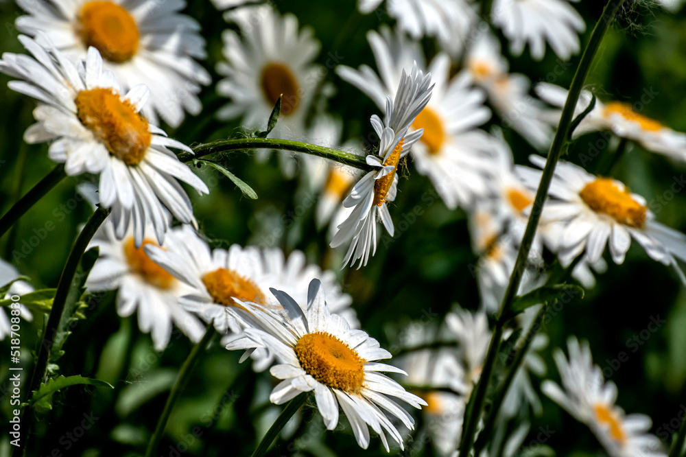 fresh bright white daisies in the garden fresh bright white daisies in the garden