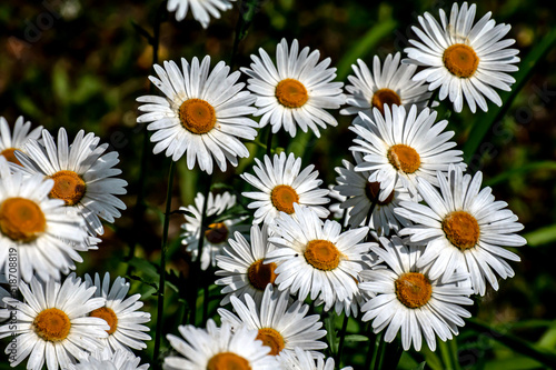 fresh bright white daisies in the garden