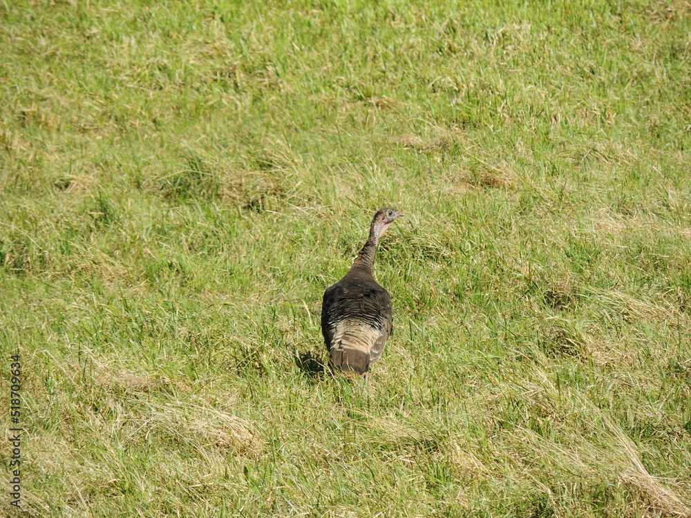 ostrich in the wild ostrich in the wild