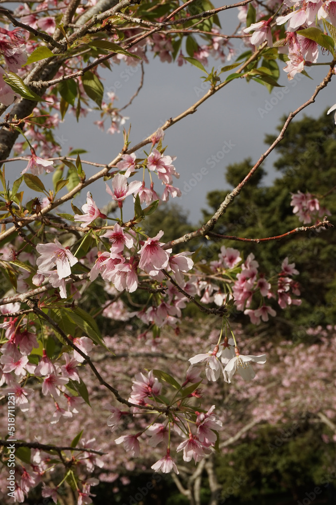 cherry blossom cloudy sky from below cherry blossom cloudy sky from below