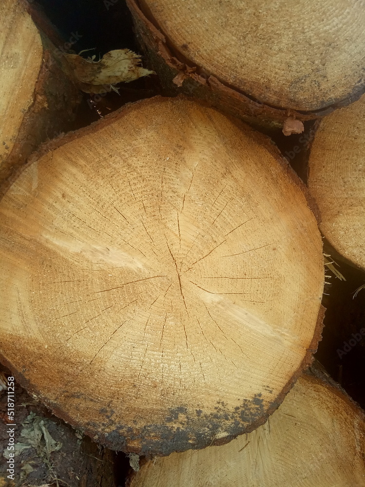 Naklejka premium Freshly cut tree with annual rings. Close-up of round logs. The texture of a fresh sawn wood