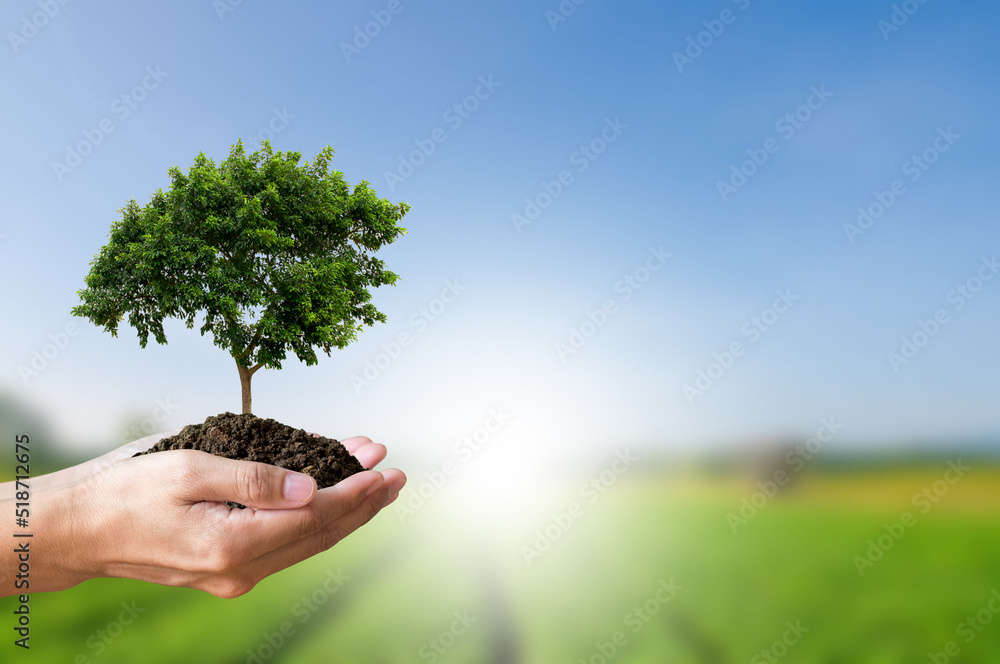 Earth day concept. Close up image of hand holding big trees growing on