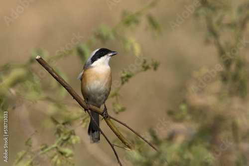 Bruinrugklauwier, Bay-backed Shrike, Lanius vittatus