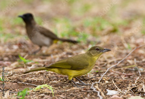 Geelborst-buulbuul, Yellow-bellied Greenbul, Chlorocichla flaviventris photo