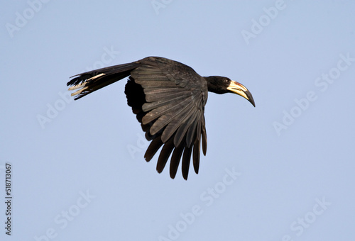 Bonte Tok, African Pied Hornbill, Tockus fasciatus photo