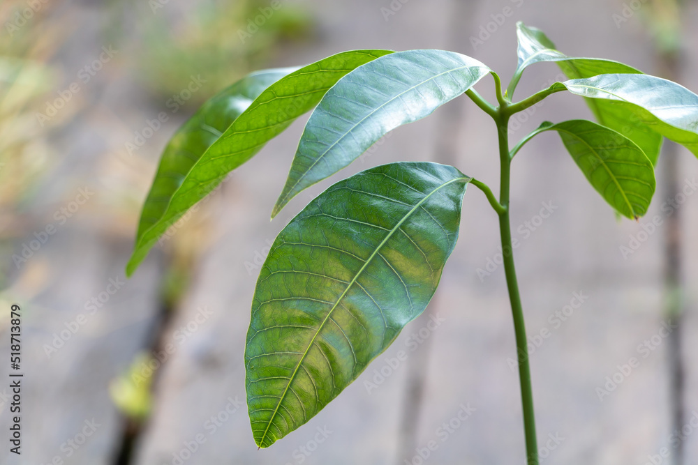 Fototapeta premium Selective focus shot of a mango tree close up with new fresh leaves growing in container. Concept for growing mango at home